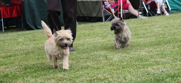 Cairn Terrier 