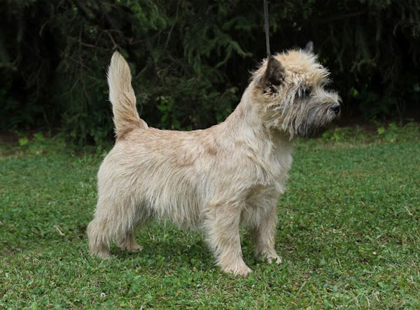 Cairn Terrier 