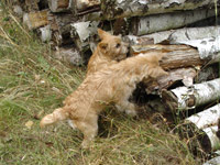 Biene und Kendra auf der Jagd