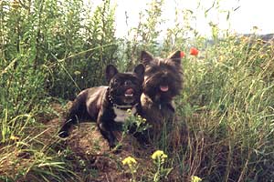 Cairn Terrier und Französische Bulldogge