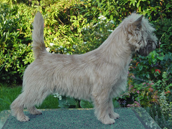 Cairn Terrier 