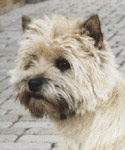 Cairn Terrier Tailor Made of Barnsley