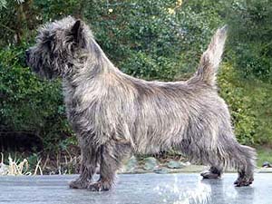 Cairn Terrier Mambo No. 5 of Barnsley