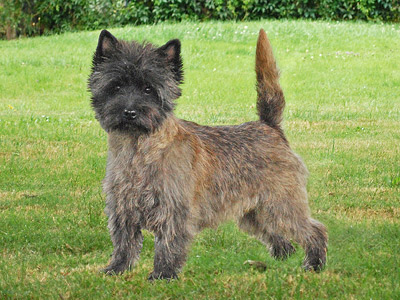 Cairn Terrier Megan of Barnsley