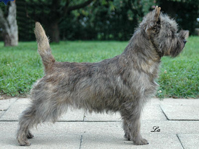 Cairn Terrier Solid Gold of Barnsley