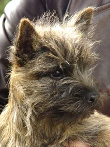 Cairn Terrier Welpe 