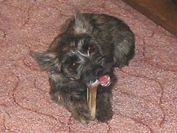 Cairn Terrier Welpe 