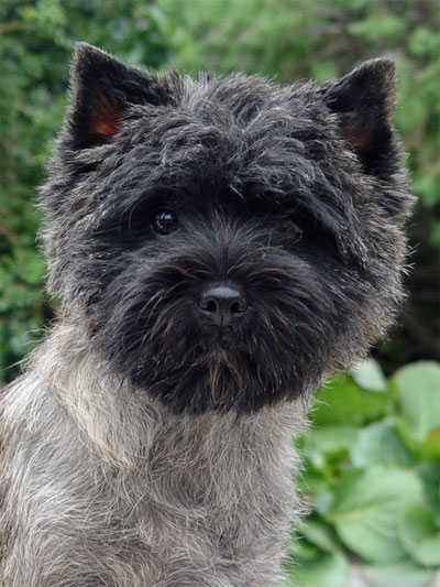 Cairn Terrier of Barnsley