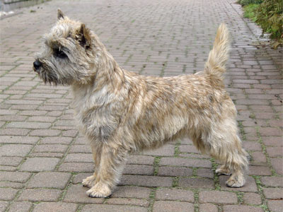 Cairn Terrier of Barnsley