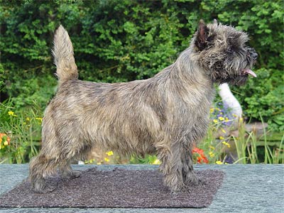 Cairn Terrier of Barnsley