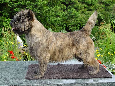 Cairn Terrier of Barnsley